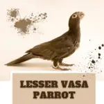 lesser vasa parrot