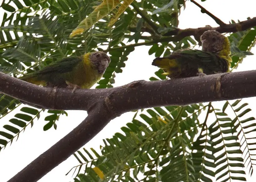 yellow-breasted pigmy parrot