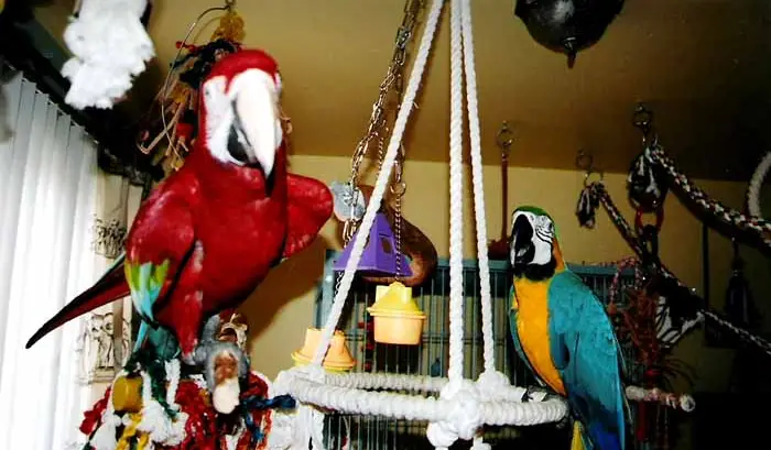 A parrot as a pe