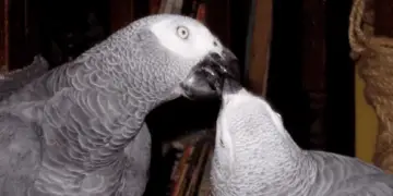 Affection and the parrot