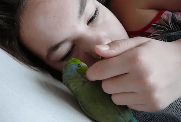 Affection and the parrot