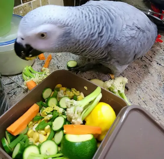 African Grey - Intelligent Habitat Behavior Breeding And Diet