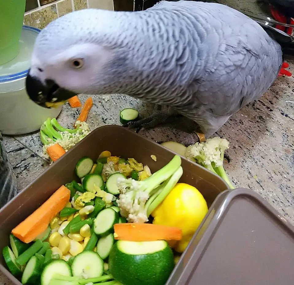 African Grey parrot diet