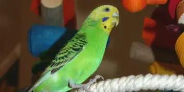 Allergies of parrot