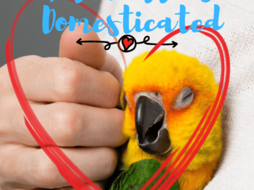 Are parrots domesticated