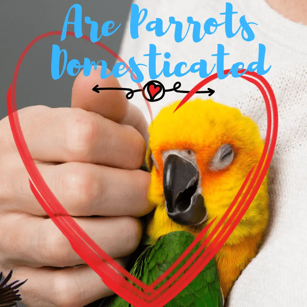 Are parrots domesticated