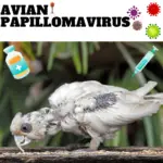 Avian papillomavirus