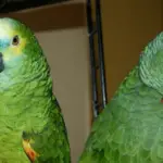 Avian papillomavirus of parrot