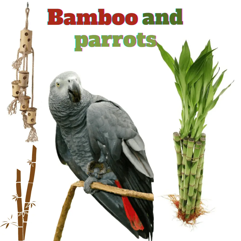 Bamboo and parrots
