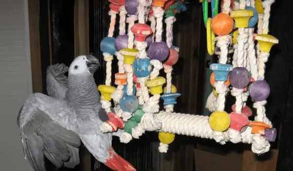 Break the monotony for parrot
