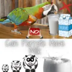 Can parrots have milk