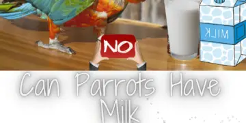 Can parrots have milk