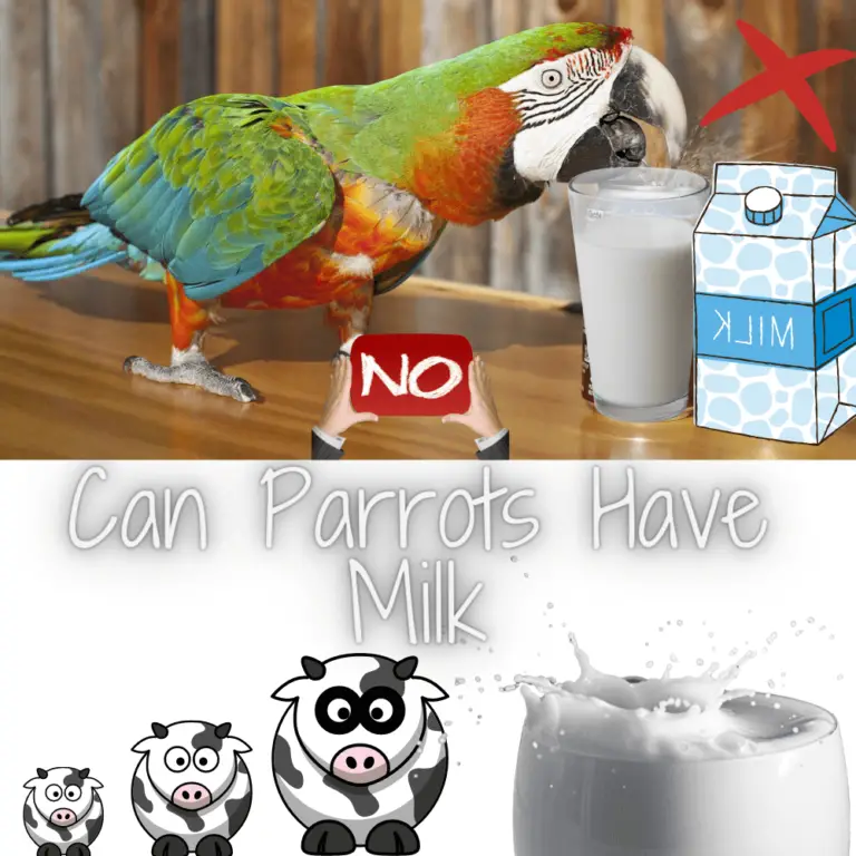 parrot drink milk