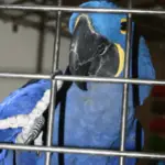 Captivity and domestication of parrot
