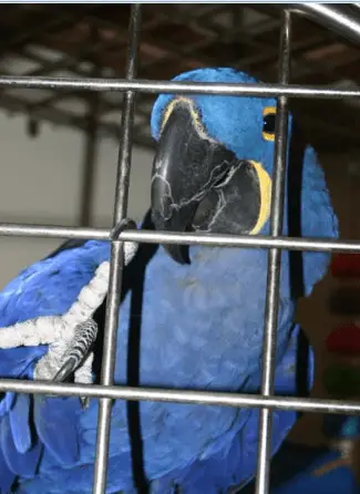 Captivity and domestication of parrot
