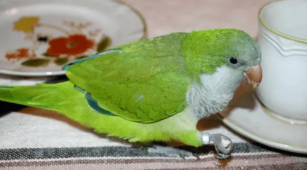Carbon monoxide poisoning of parrot