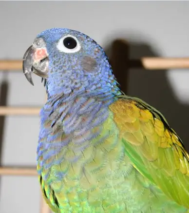 Carbon monoxide poisoning of parrot