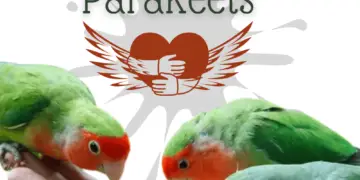 Caring for parakeets