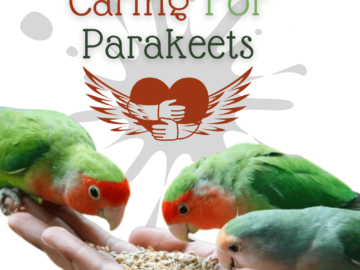 Caring for parakeets