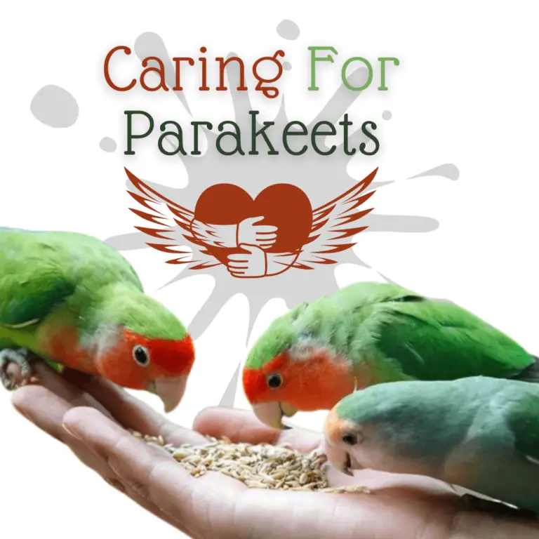 Caring For Parakeets - African Grey Parrot