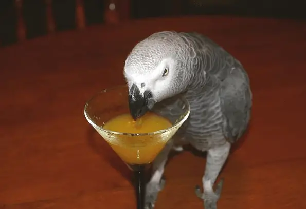Dangerous foods for parrots