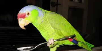 What can't parrots eat