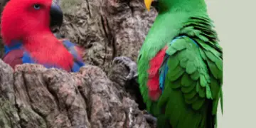 Eclectus Parrot