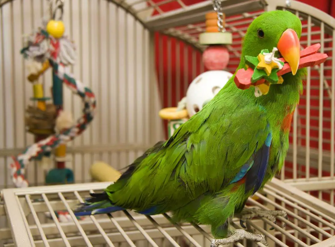 Eclectus Cage