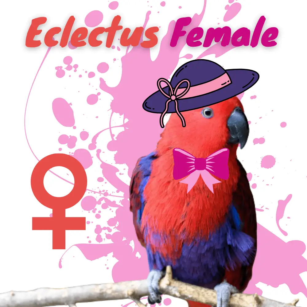 Eclectus Female