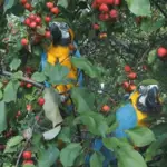Ethology and the parrot