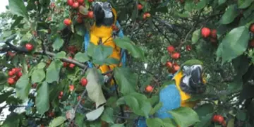 Ethology and the parrot