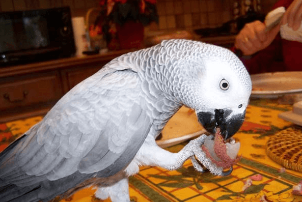 Exotic fruits for parrots