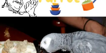 Feeding parrot