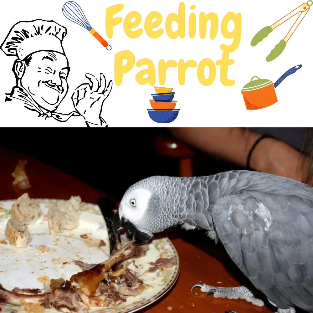 Feeding parrot