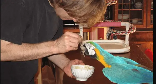 Feeding your parrot