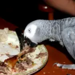 Feeding your parrot