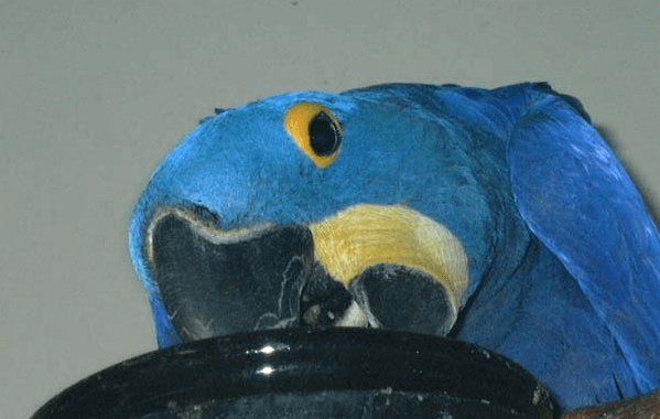 Food supplements for parrot