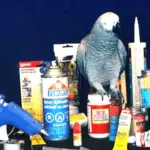 Glues and toys for parrots