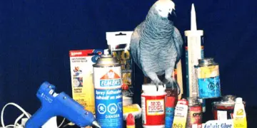 Glues and toys for parrots