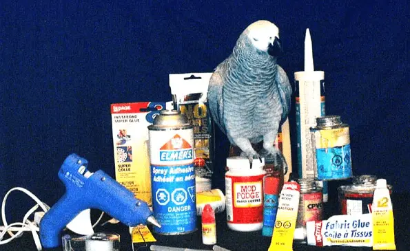 Glues and toys for parrots