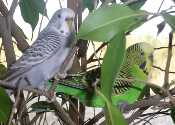 Goiter in the parakeet