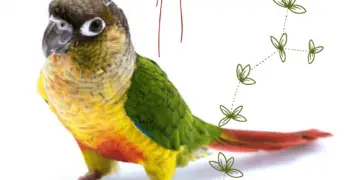 Green Cheeked Conure