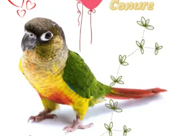 Green Cheeked Conure