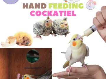 Hand feeding cockatiel
