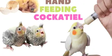 Hand feeding cockatiel