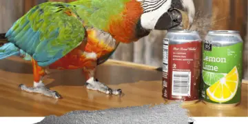 Heavy Metal Parrot