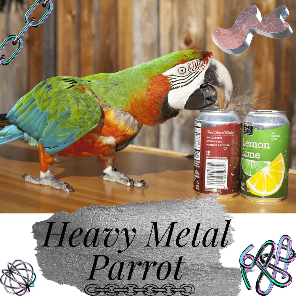 Heavy Metal Parrot