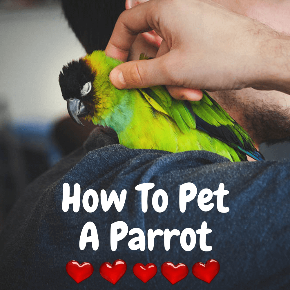 How To Pet A Parrot