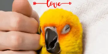 How to get a parrot to like you