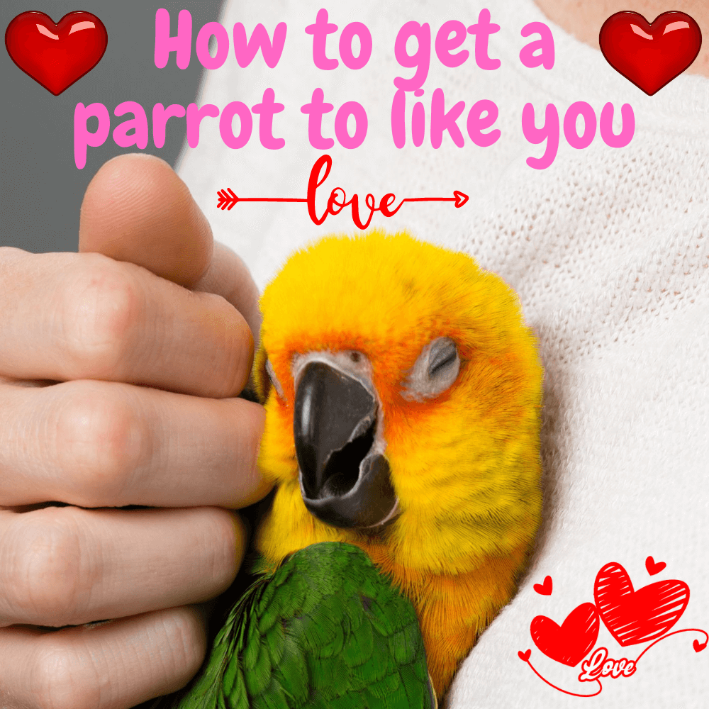 How to get a parrot to like you